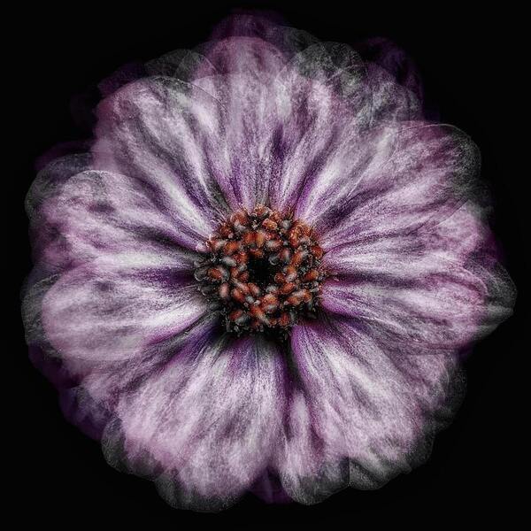 Photograph Iuliia Akhulkova Petal Stamps on One Eyeland